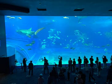沖縄美ら海水族館に投稿された画像（2023/5/24）