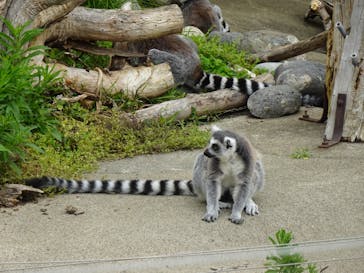 日立市かみね動物園に投稿された画像（2023/5/21）