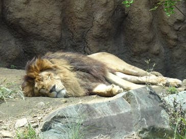 日立市かみね動物園に投稿された画像（2023/5/21）