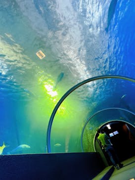 串本海中公園水族館に投稿された画像（2023/5/25）