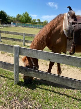 淡路ファームパーク イングランドの丘に投稿された画像（2023/5/25）