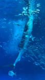 沖縄美ら海水族館に投稿された画像（2023/5/25）