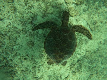 宮古島 ADVENTURE PiPi（ミヤコジマ アドベンチャー ピピ）に投稿された画像（2023/5/25）