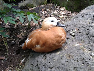 伊豆シャボテン動物公園に投稿された画像（2023/5/25）