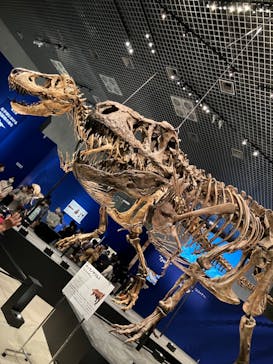 特別展「恐竜博2023」に投稿された画像（2023/5/25）