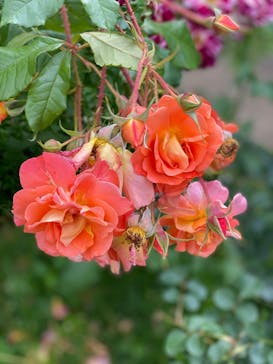 京成バラ園に投稿された画像（2023/5/25）