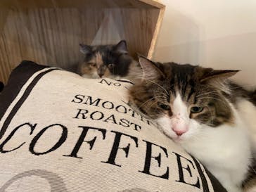 猫カフェモカ　池袋東口店に投稿された画像（2023/5/25）