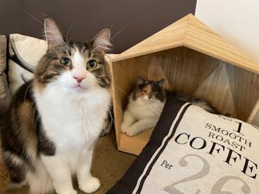 猫カフェモカ　池袋東口店に投稿された画像（2023/5/25）