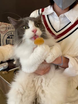 猫カフェモカ　池袋東口店に投稿された画像（2023/5/25）