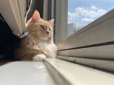 猫カフェモカ　池袋東口店に投稿された画像（2023/5/25）