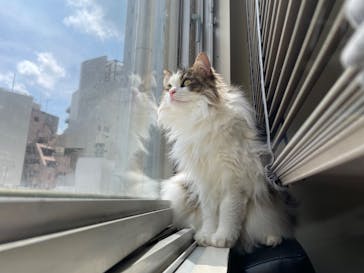 猫カフェモカ　池袋東口店に投稿された画像（2023/5/25）