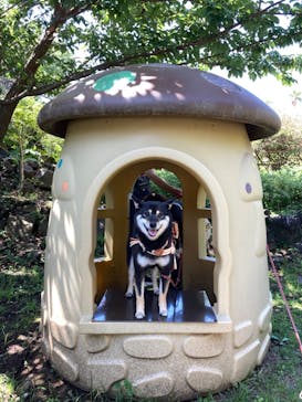 ニューヨークランプミュージアム＆フラワーガーデンに投稿された画像（2023/5/25）