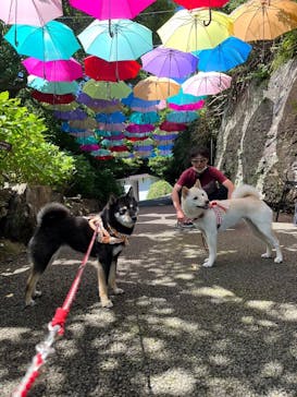 ニューヨークランプミュージアム＆フラワーガーデンに投稿された画像（2023/5/25）