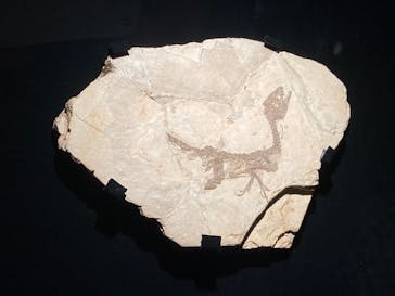 特別展「恐竜博2023」に投稿された画像（2023/5/25）