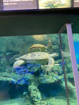 名古屋港水族館に投稿された画像（2023/5/25）