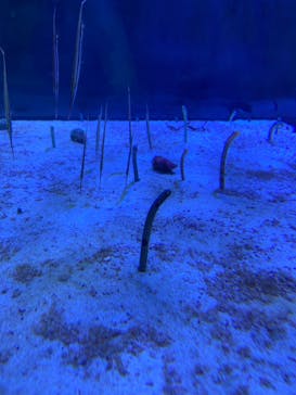 名古屋港水族館に投稿された画像（2023/5/25）