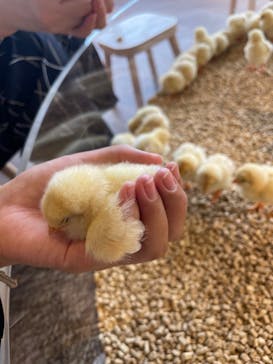 Moff animal cafe 小田原ダイナシティ店に投稿された画像（2023/5/25）