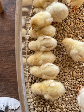 Moff animal cafe 小田原ダイナシティ店に投稿された画像（2023/5/25）