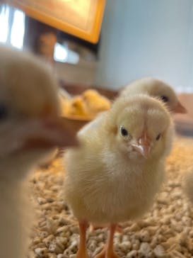 Moff animal cafe 小田原ダイナシティ店に投稿された画像（2023/5/25）