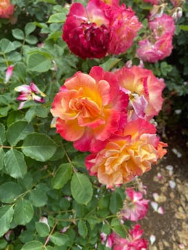 いばらきフラワーパークに投稿された画像（2023/5/25）