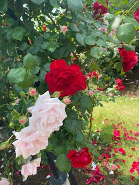 いばらきフラワーパークに投稿された画像（2023/5/25）