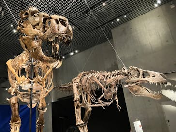 特別展「恐竜博2023」に投稿された画像（2023/5/26）