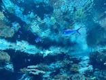 沖縄美ら海水族館に投稿された画像（2023/5/26）
