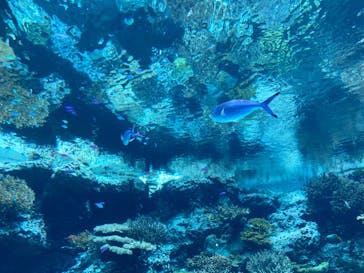 沖縄美ら海水族館に投稿された画像（2023/5/26）