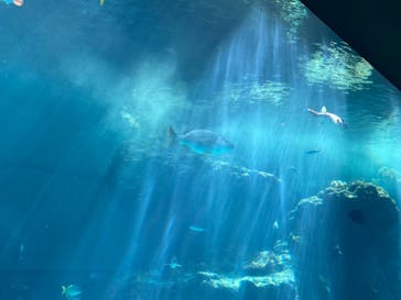 沖縄美ら海水族館に投稿された画像（2023/5/26）