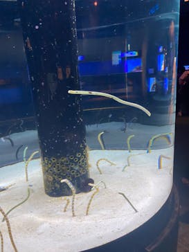 沖縄美ら海水族館に投稿された画像（2023/5/26）