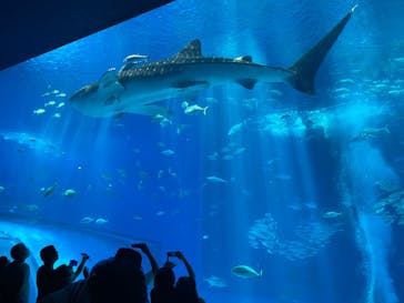 沖縄美ら海水族館に投稿された画像（2023/5/26）