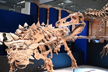 特別展「恐竜博2023」に投稿された画像（2023/5/26）
