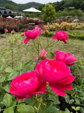 いばらきフラワーパークに投稿された画像（2023/5/26）