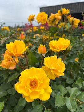 いばらきフラワーパークに投稿された画像（2023/5/26）