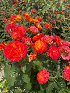 京成バラ園に投稿された画像（2023/5/26）