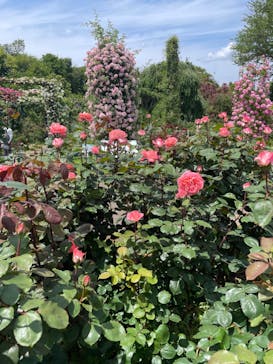 京成バラ園に投稿された画像（2023/5/26）