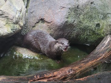 世界淡水魚園水族館　アクア・トトぎふに投稿された画像（2023/5/26）