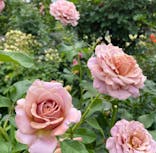 横浜イングリッシュガーデンに投稿された画像（2023/5/26）