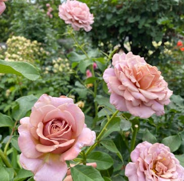 横浜イングリッシュガーデンに投稿された画像（2023/5/26）