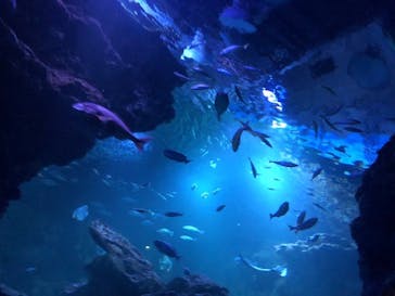 京都鉄道博物館×京都水族館に投稿された画像（2023/5/26）