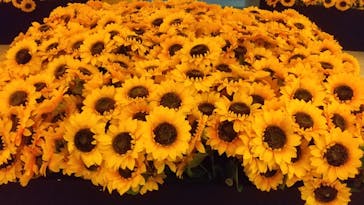 ゴッホ・アライブ神戸に投稿された画像（2023/5/26）