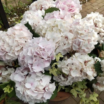 横浜イングリッシュガーデンに投稿された画像（2023/5/26）