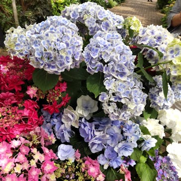 横浜イングリッシュガーデンに投稿された画像（2023/5/26）