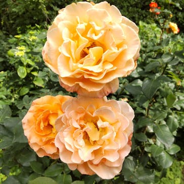 横浜イングリッシュガーデンに投稿された画像（2023/5/26）