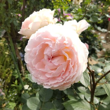 横浜イングリッシュガーデンに投稿された画像（2023/5/26）