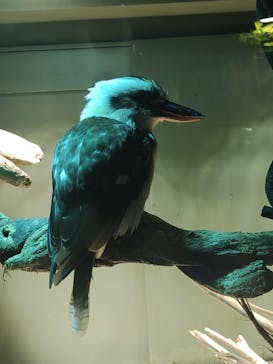 カワスイ 川崎⽔族館に投稿された画像（2023/5/26）