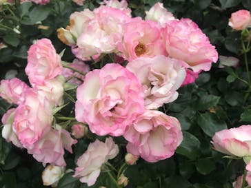 横浜イングリッシュガーデンに投稿された画像（2023/5/27）