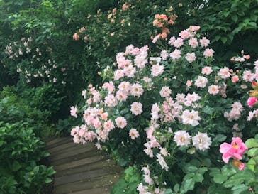 横浜イングリッシュガーデンに投稿された画像（2023/5/27）