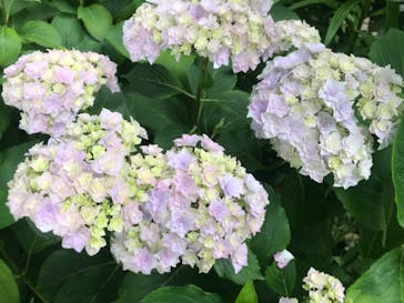 横浜イングリッシュガーデンに投稿された画像（2023/5/27）