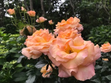 横浜イングリッシュガーデンに投稿された画像（2023/5/27）